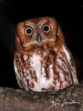 Screech Owl