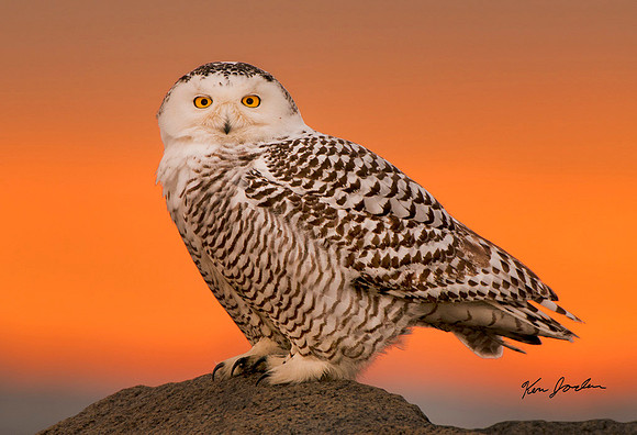 Sunrise Snowy Owl