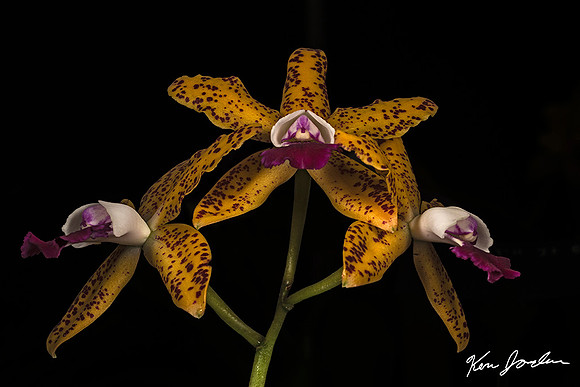 750_5565 Orchid s 7