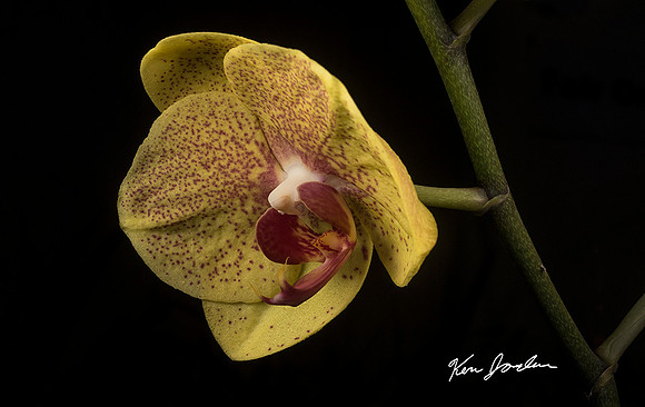 750_5513 Orchid s 10