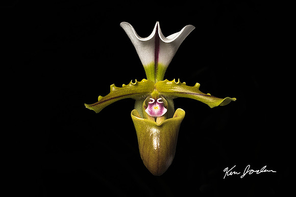 750_5583 Orchid s 6