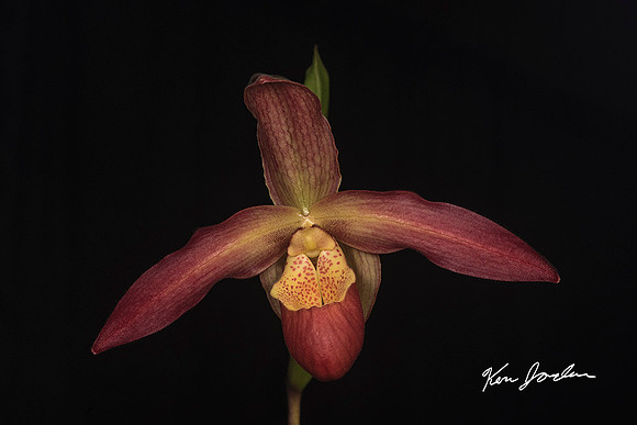 750_5529 Orchid s 8