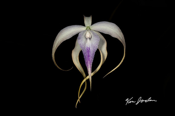750_5524 Orchid s 9
