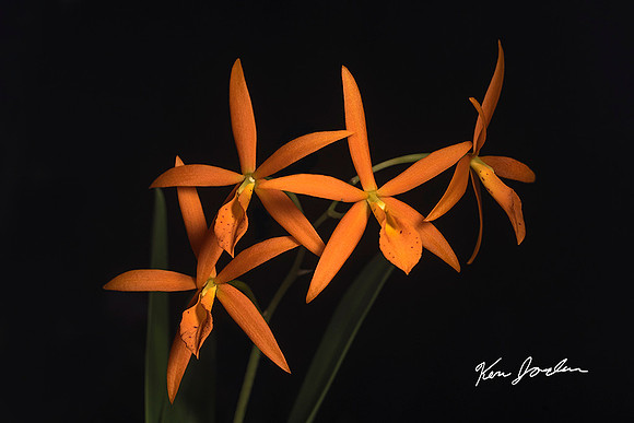 750_5611 Orchid s 5