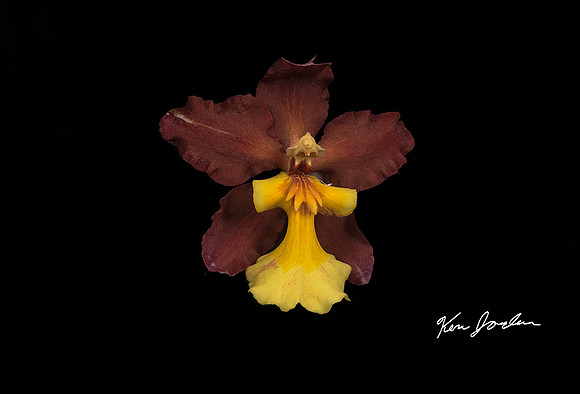 750_5632 Orchid s 4