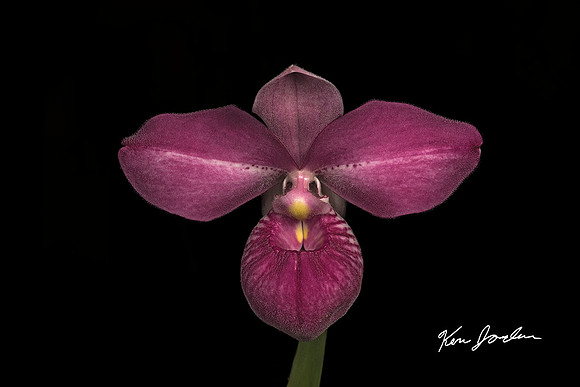 750_5635 Orchid s 3