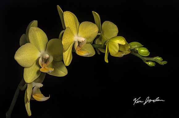 750_5642 Orchid s 2