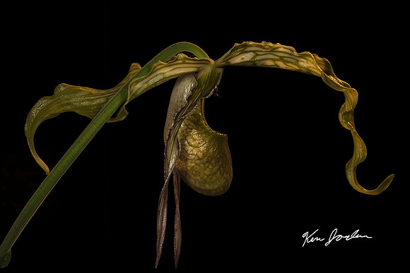750_5650 Orchid s 1