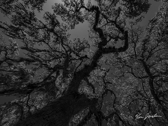 Under The Spanish Moss Florida
