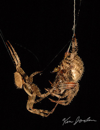 Mateing spiders