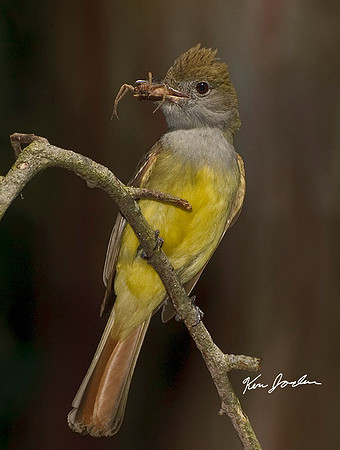 Great Crested Flycatcher With Spider