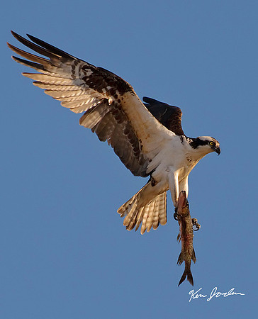 Saugus River Osprey