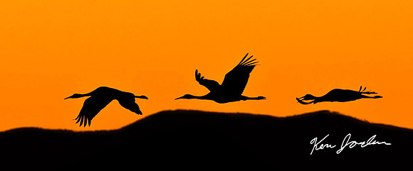 Three Cranes At Sunset