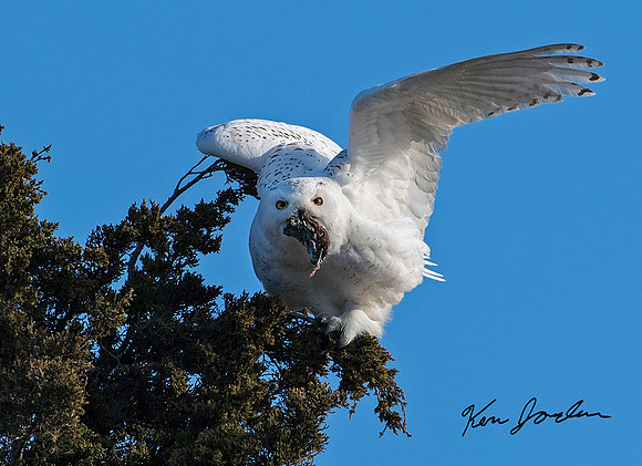 Snowy Owl With Vole