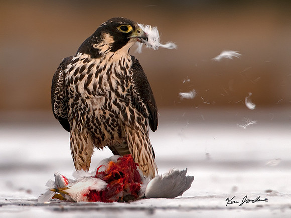 Peregrine Falcon Striping Feathers