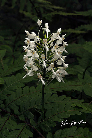 White Fringed Orchid