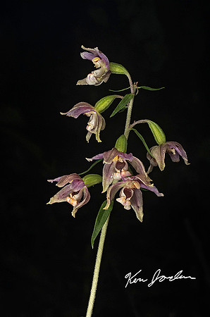 Orchid Broad-Leaved Helleborine
