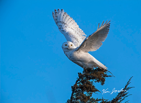 Snowy Owl Taking Off