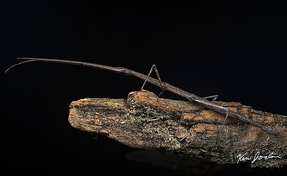 Walking Stick