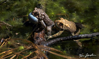 750_7861 American Lynn Woods Toads