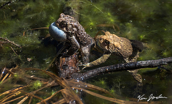 750_7861 American Lynn Woods Toads