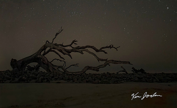 Fallen Tree With Stars Jekyll Island Georgia