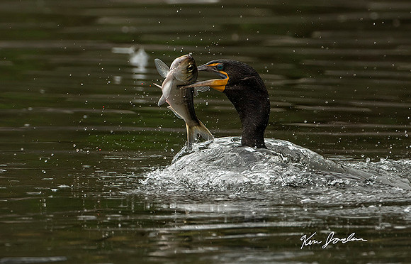 Cormorant's Catch