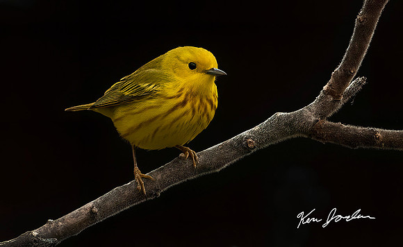 Yellow Warbler