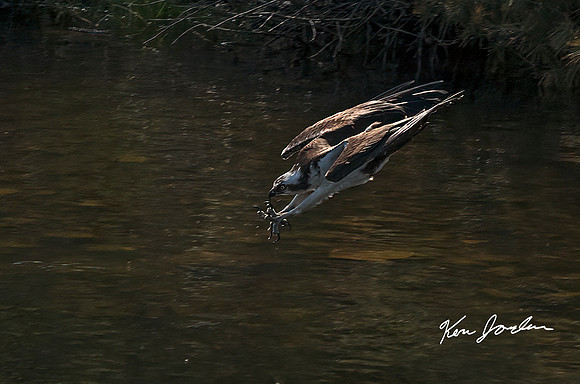 Ospray Diving