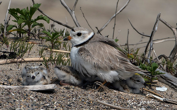 Plover With 4 Chicks