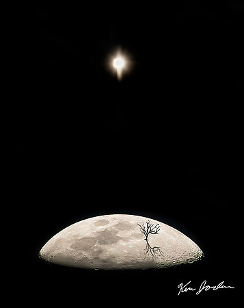 The Last Tree