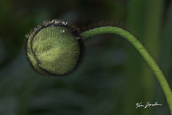 750_5595 750 Poppy