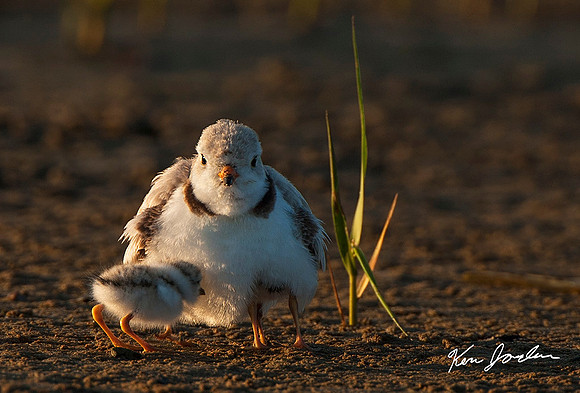 Going For Warmth