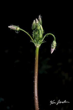 Ready to Bloom