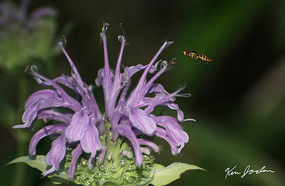 Little Bug Big Plant