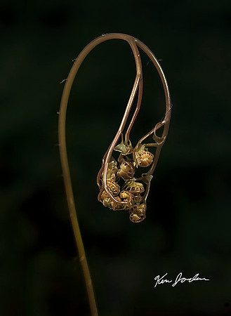 Weeping Fern