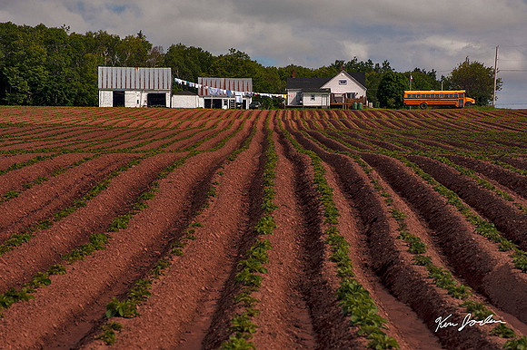 Potato Rows To Clothesline