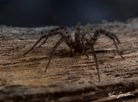 Z62_7276 Spider
