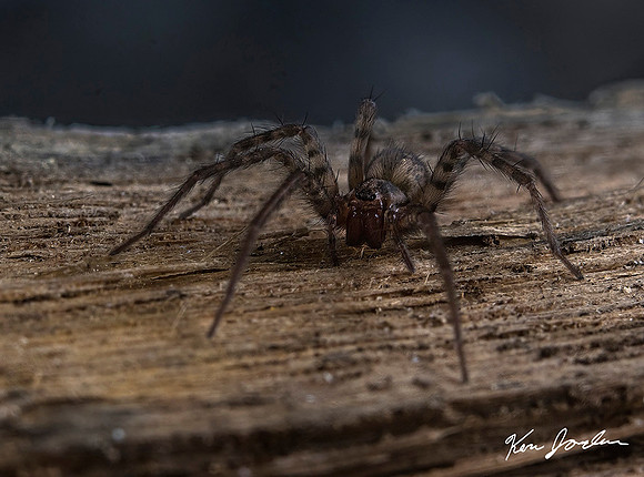 Z62_7276 Spider