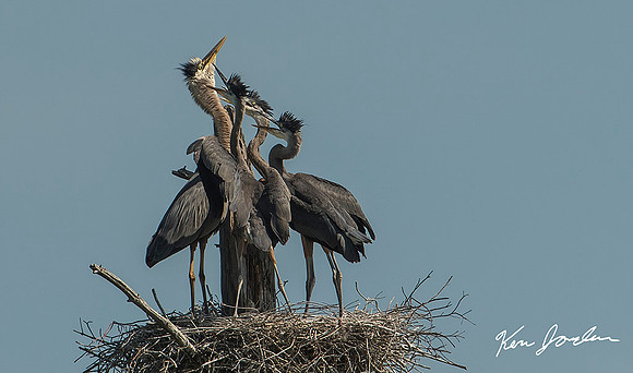 Blue Heron Meal Time