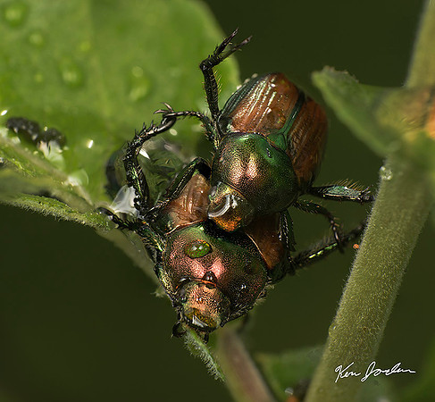 Japanese Beetles Mating