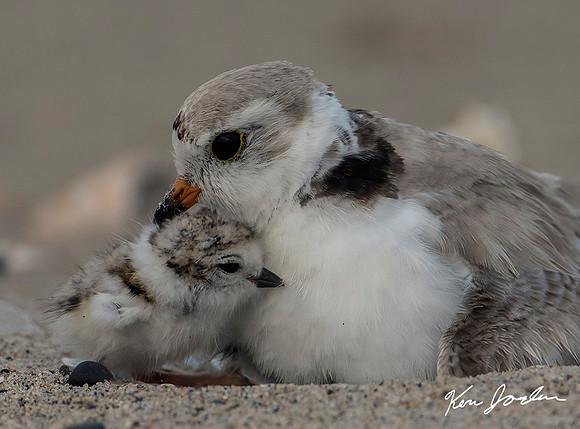 Plover With Chick