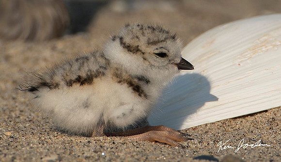 Plover Chick Sees His Shadow