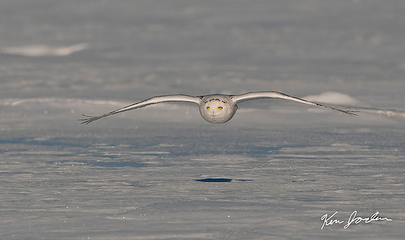 Snowy Owl In Flight