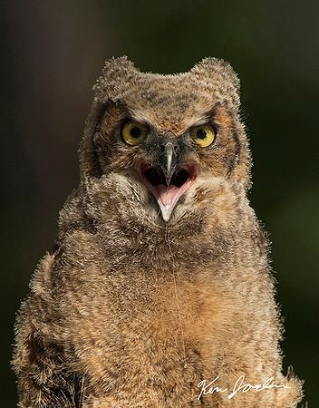 Great Horned Owl Chick Panting