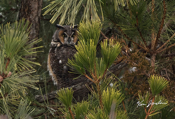 Long-eared Owl