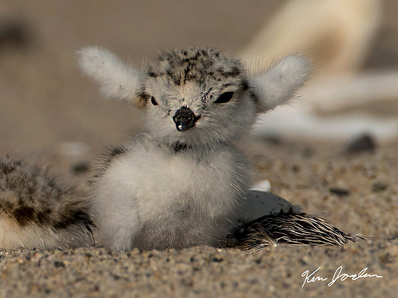 Plover Chick, First Time Stretching Her Wings
