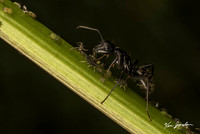 750_8290 Ant With Aphids