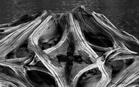 DSC_0028 Stumped B&W