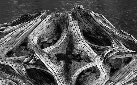 DSC_0028 Stumped B&W